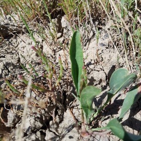 plantes cotieres