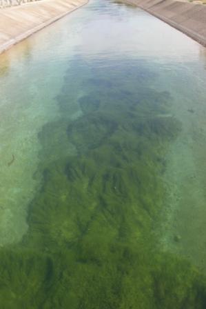 Herbier de macrophytes,Canal de Provence, Pourcieux pourcieuxhbiermphyte10.08_064.jpg